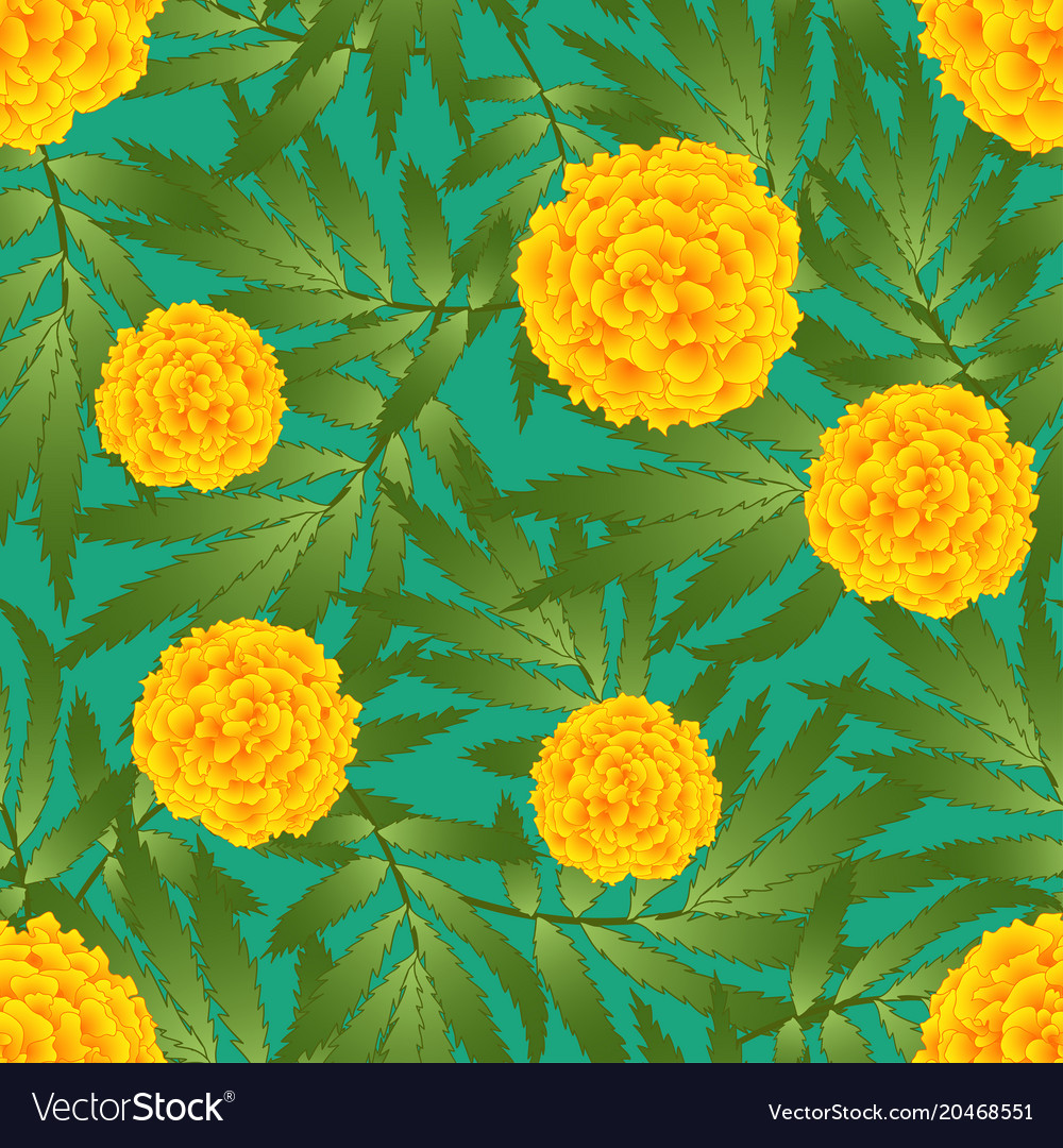Marigold Flower Tagetes On Green Background Vector Image