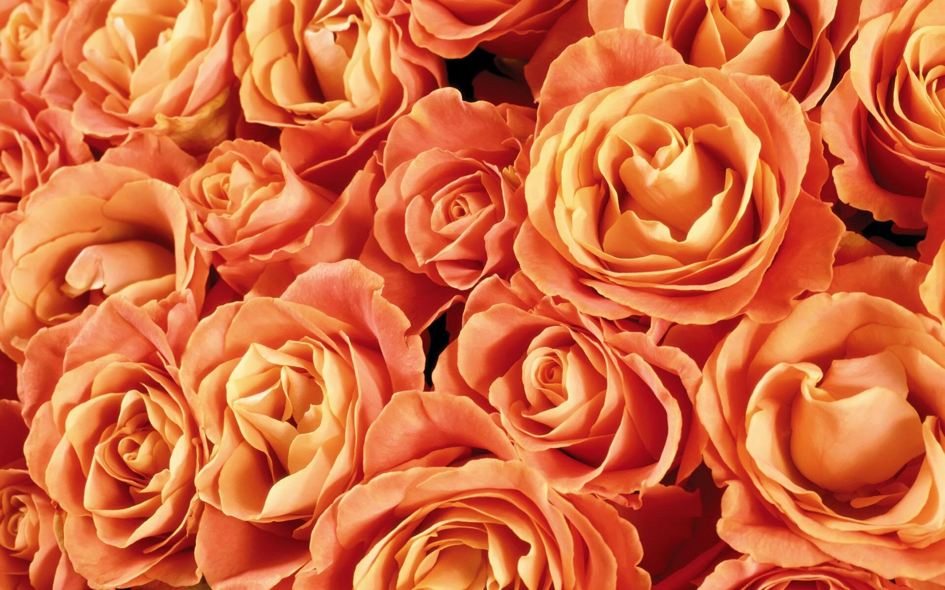 Orange Roses Background Wallpaper High Definition Quality