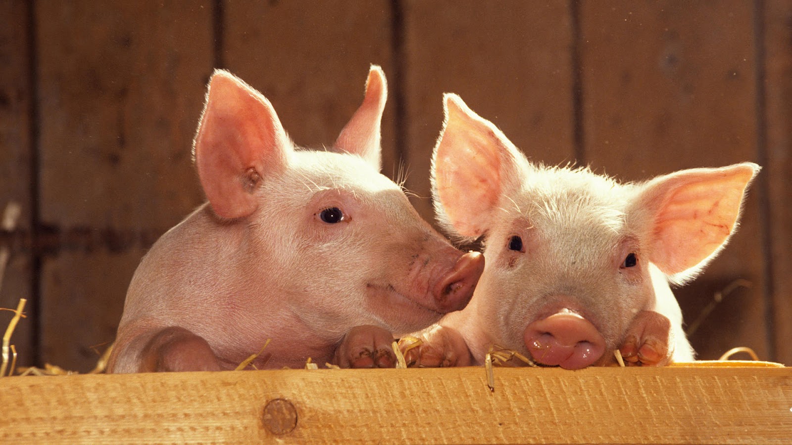 HD Animal Wallpaper Of Two Cute Looking Pigs Pig