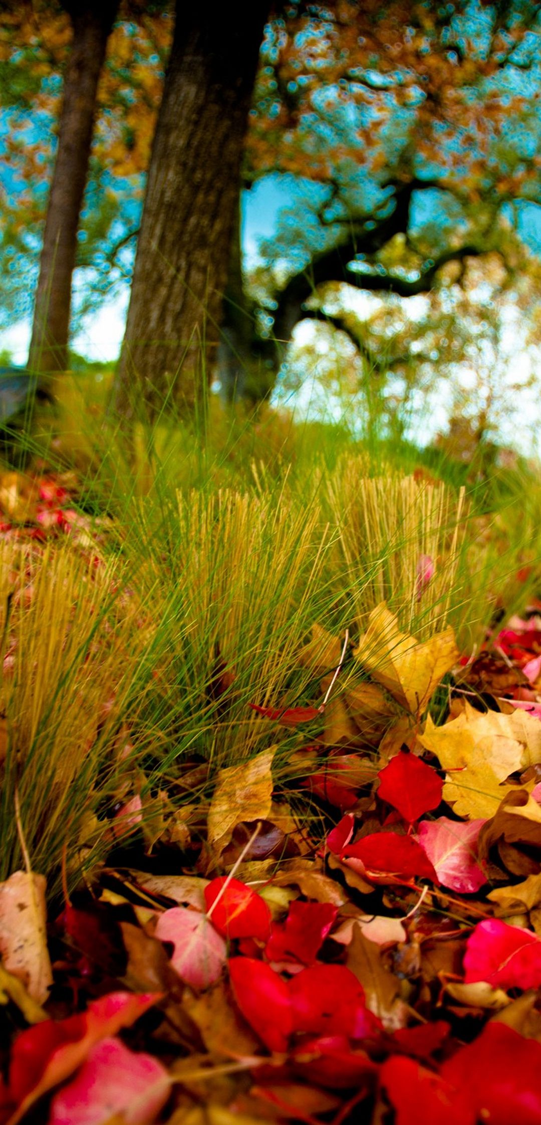 Wallpaper Of Natural Flowers