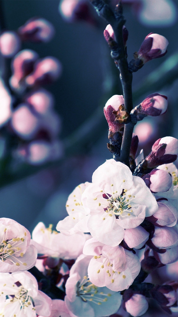 Apple iPhone 6s Wallpaper With Cherry Blossom Flower HD