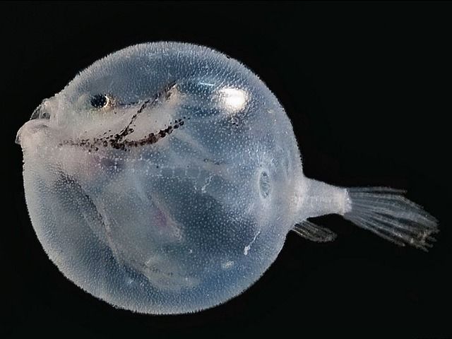 This Deep Sea Fish Is Called Toad Looks Like A Water Balloon To