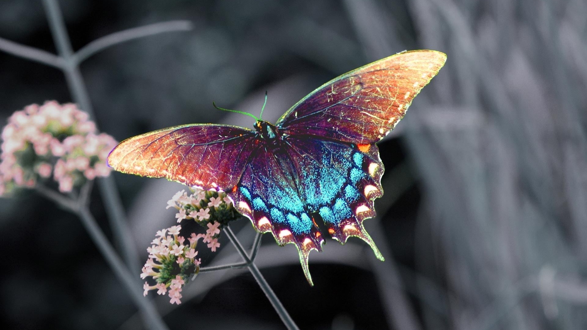 Beautiful Colorful Butterfly Pictures Desktop
