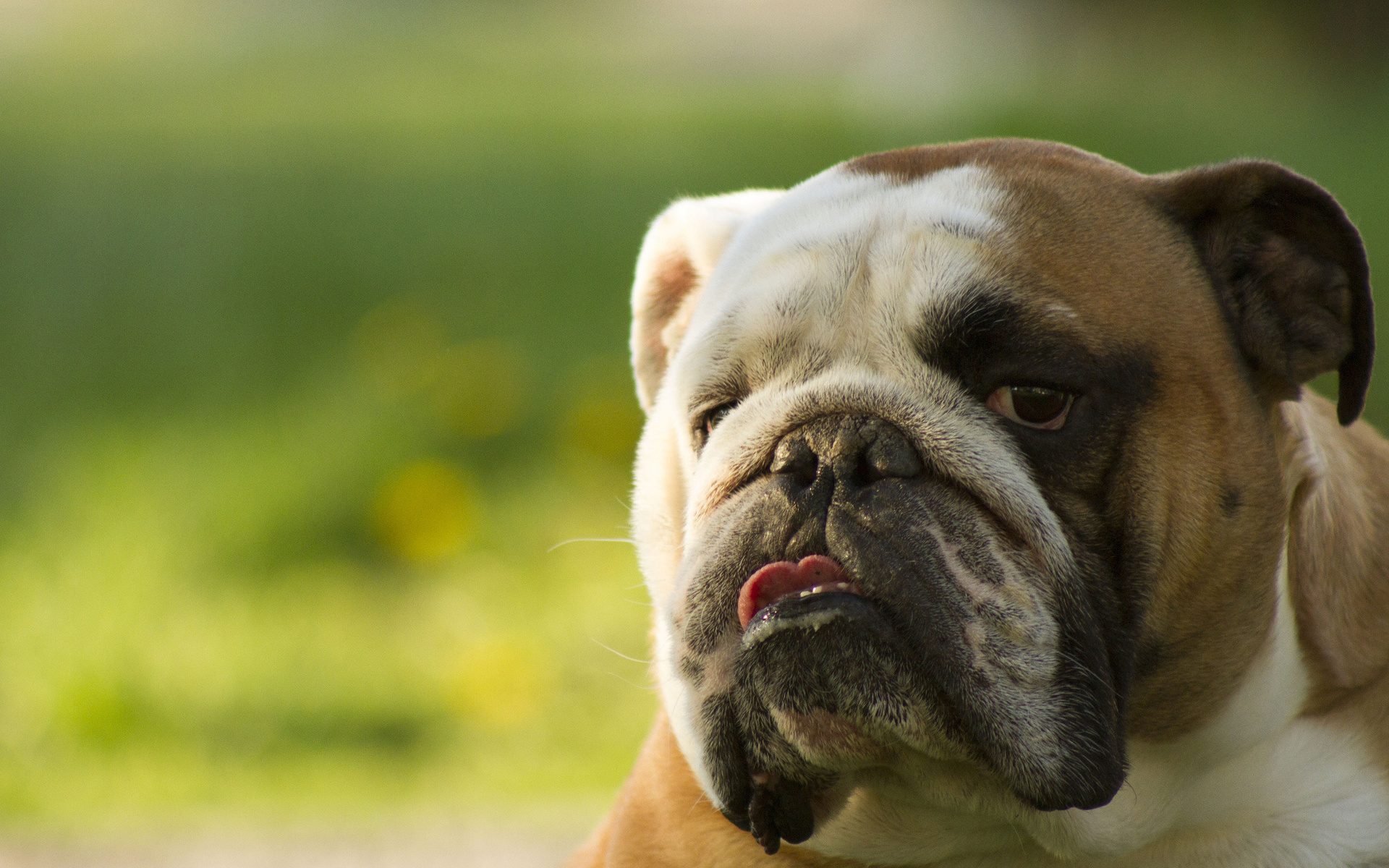 English Bulldog 2 wallpaper  Animal wallpapers  22080