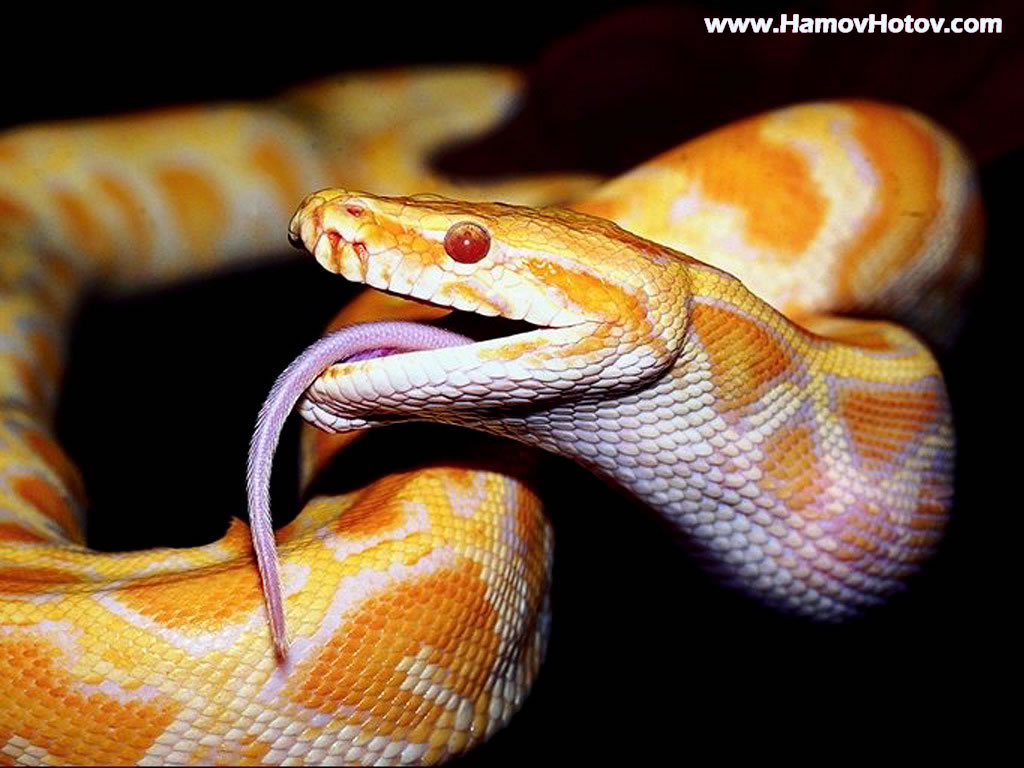 Android Phones Wallpapers Android Wallpaper Dangerous Snake