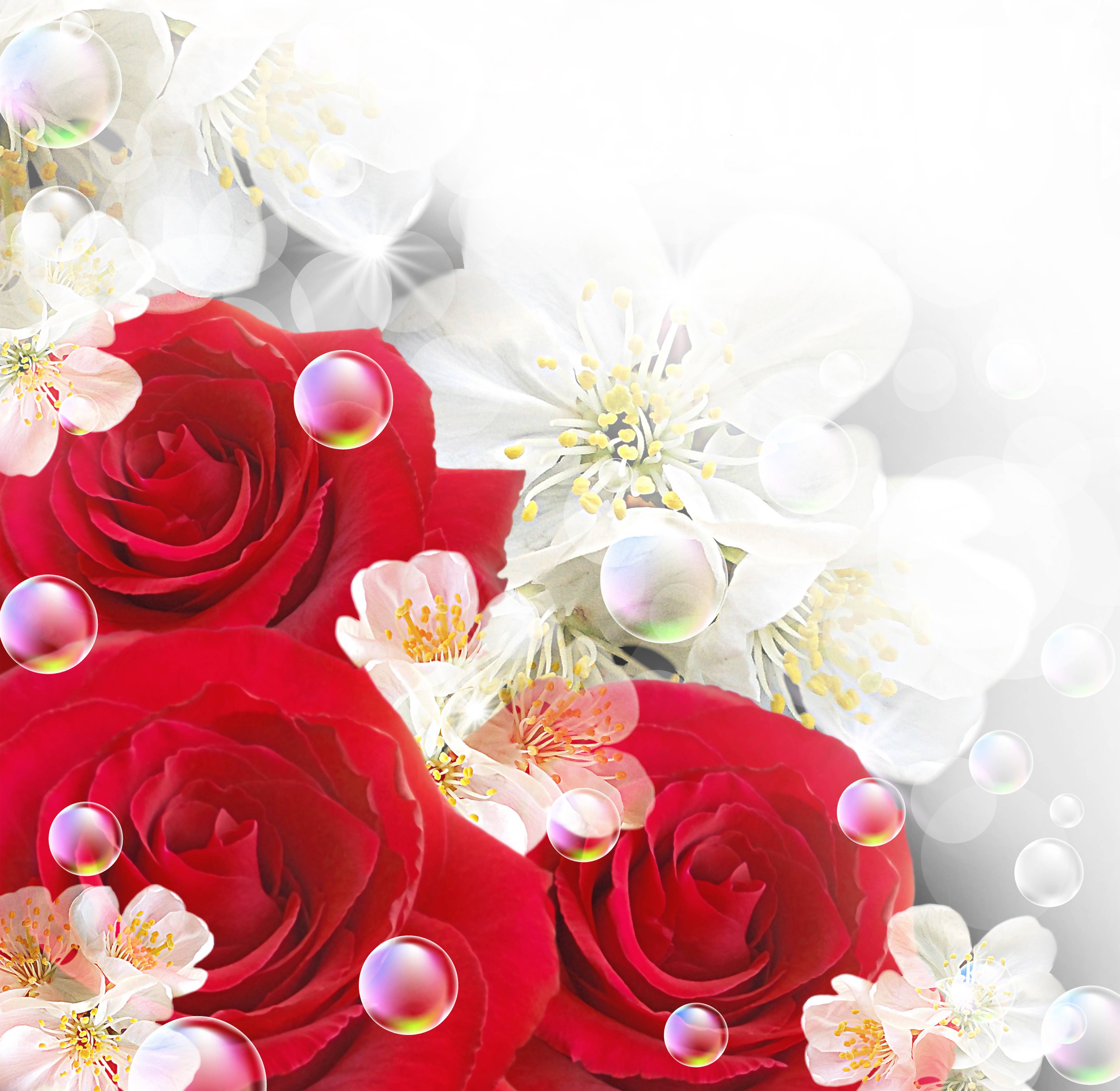 Red Roses With White Background