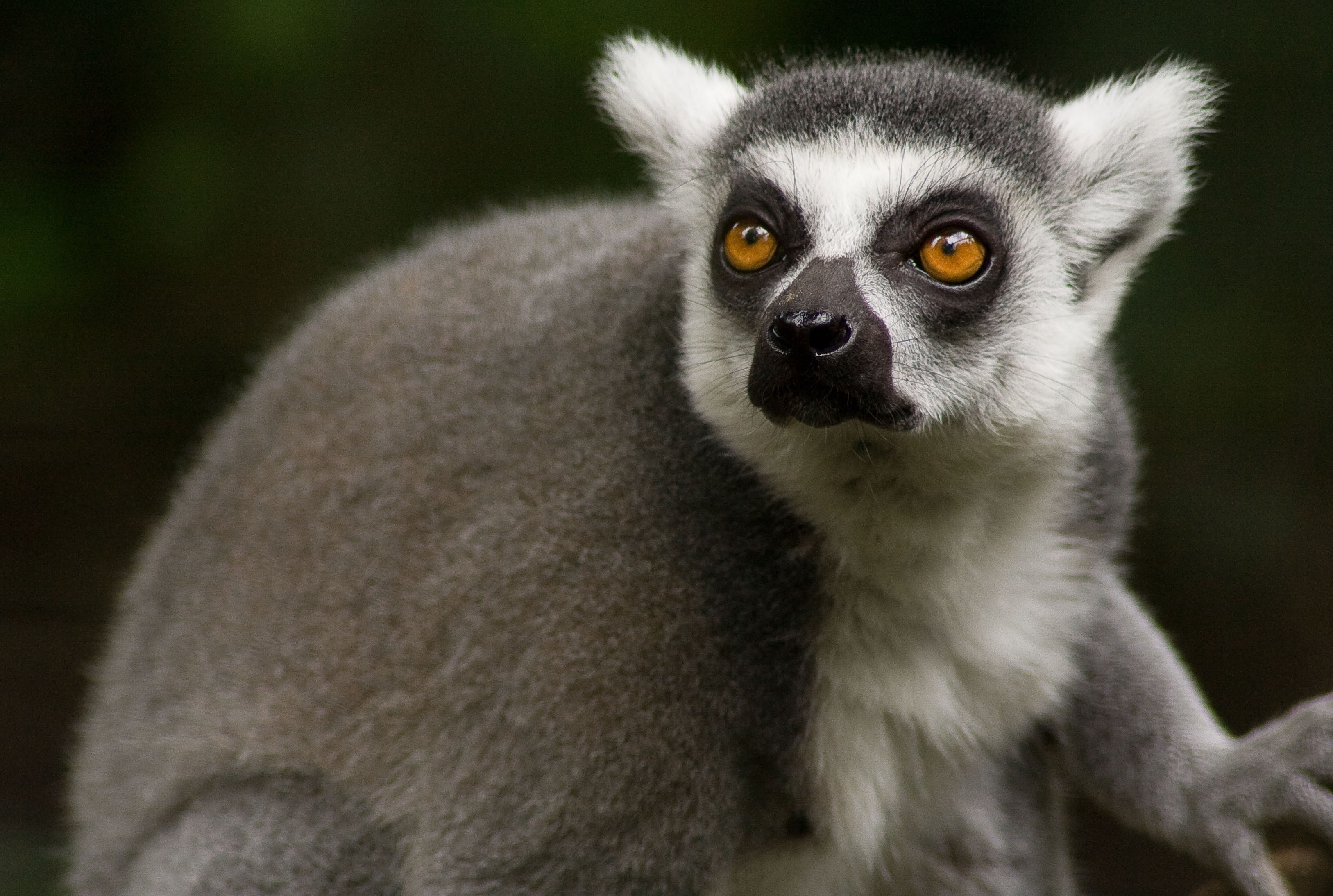 Lemur Puter Wallpaper Desktop Background