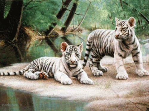 White tiger cubs wallpaper Funny Animal 500x372