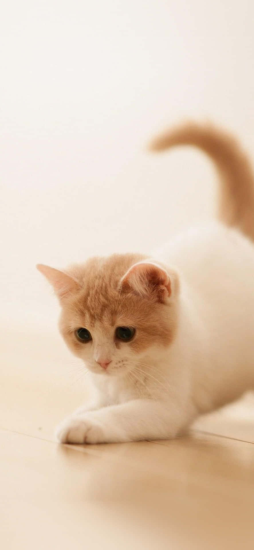 Animals iPhone Wallpaper