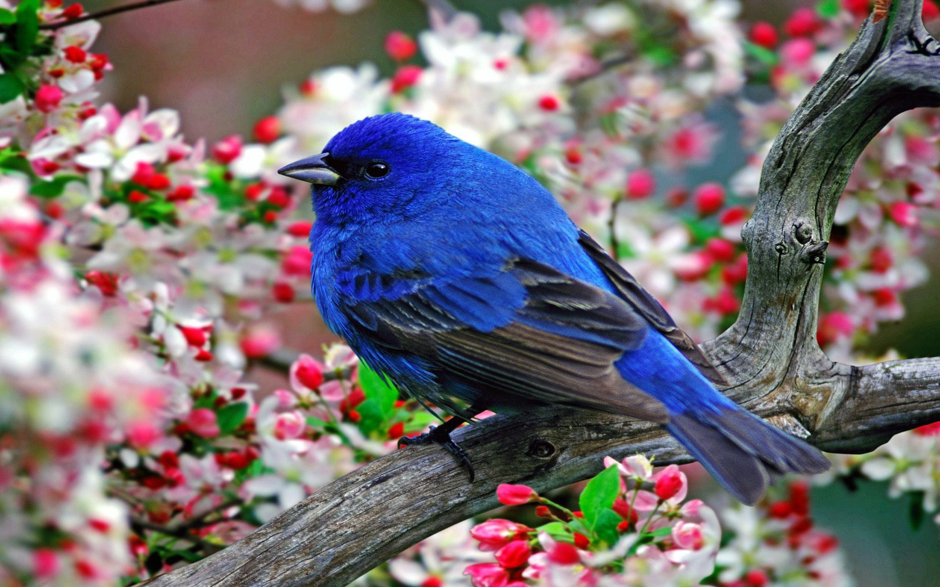  70 Blue Bird Wallpapers WallpaperSafari