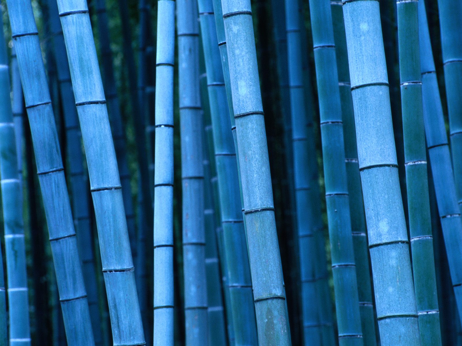 Bamboo Wallpaper Textured
