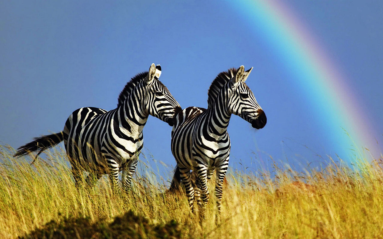 Prairie Zebra HD Desktop Wallpaper Animal