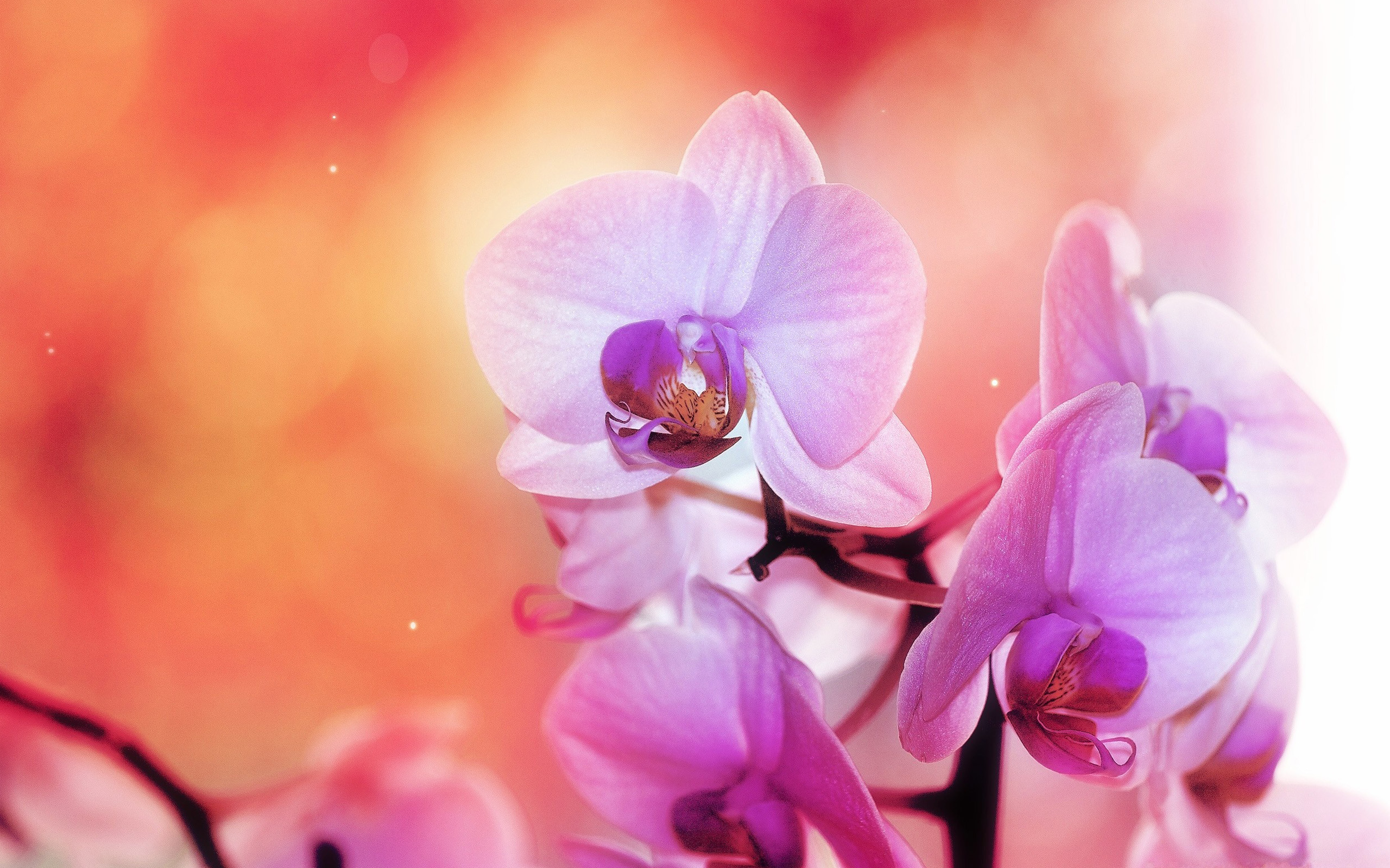 Orchid Flower Wallpaper HD Desktop 4k