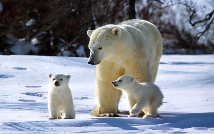 Winter White Animals Polar Bears Baby Wallpaper High