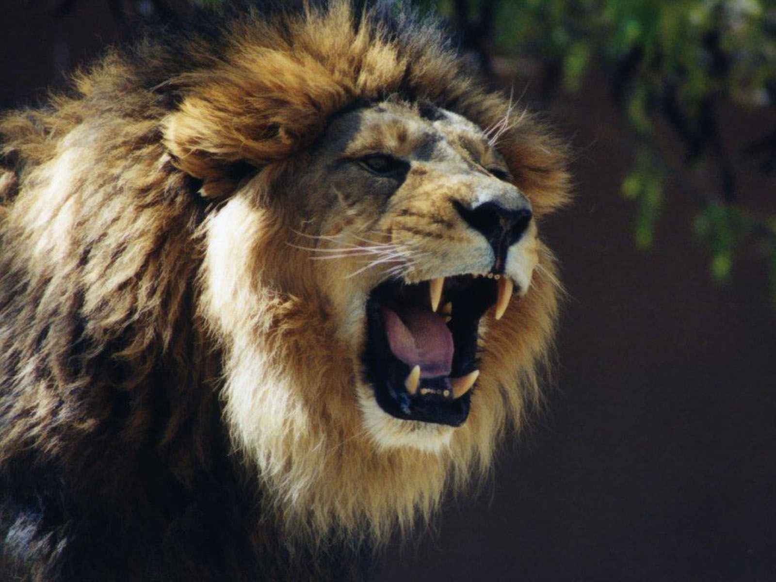Wallpaper Lion Roaring
