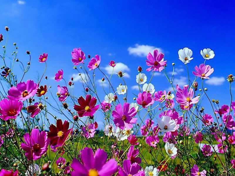 Click To See World Cool Spring Wallpaper