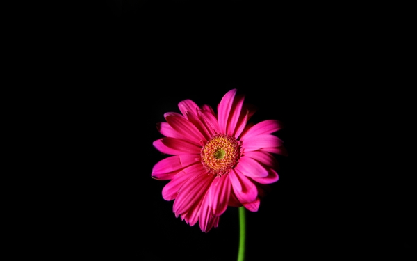 Flowers Pink Daisy Black Background Wallpaper