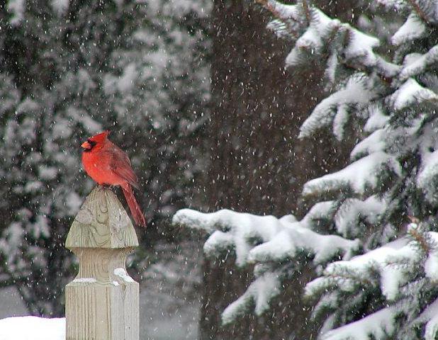 Winter Cardinals Birds Wallpaper Pictures