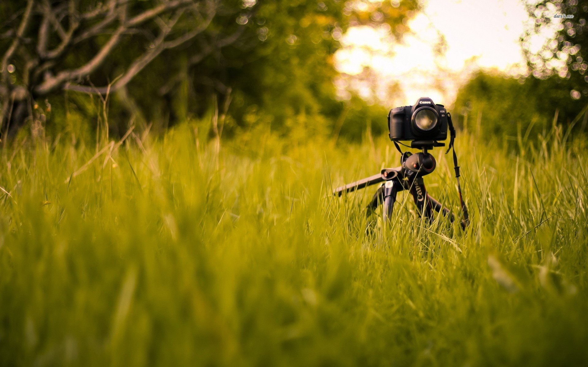 Canon camera in the grass wallpaper   Photography wallpapers   16576