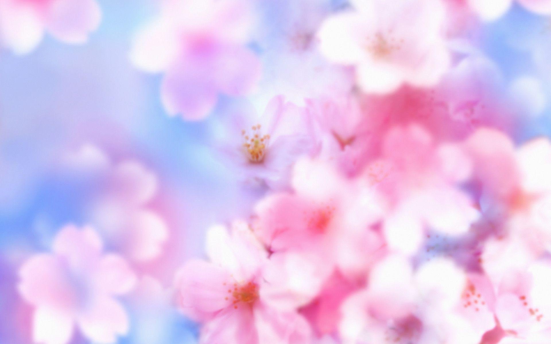Cherry Blossom Desktop Backgrounds
