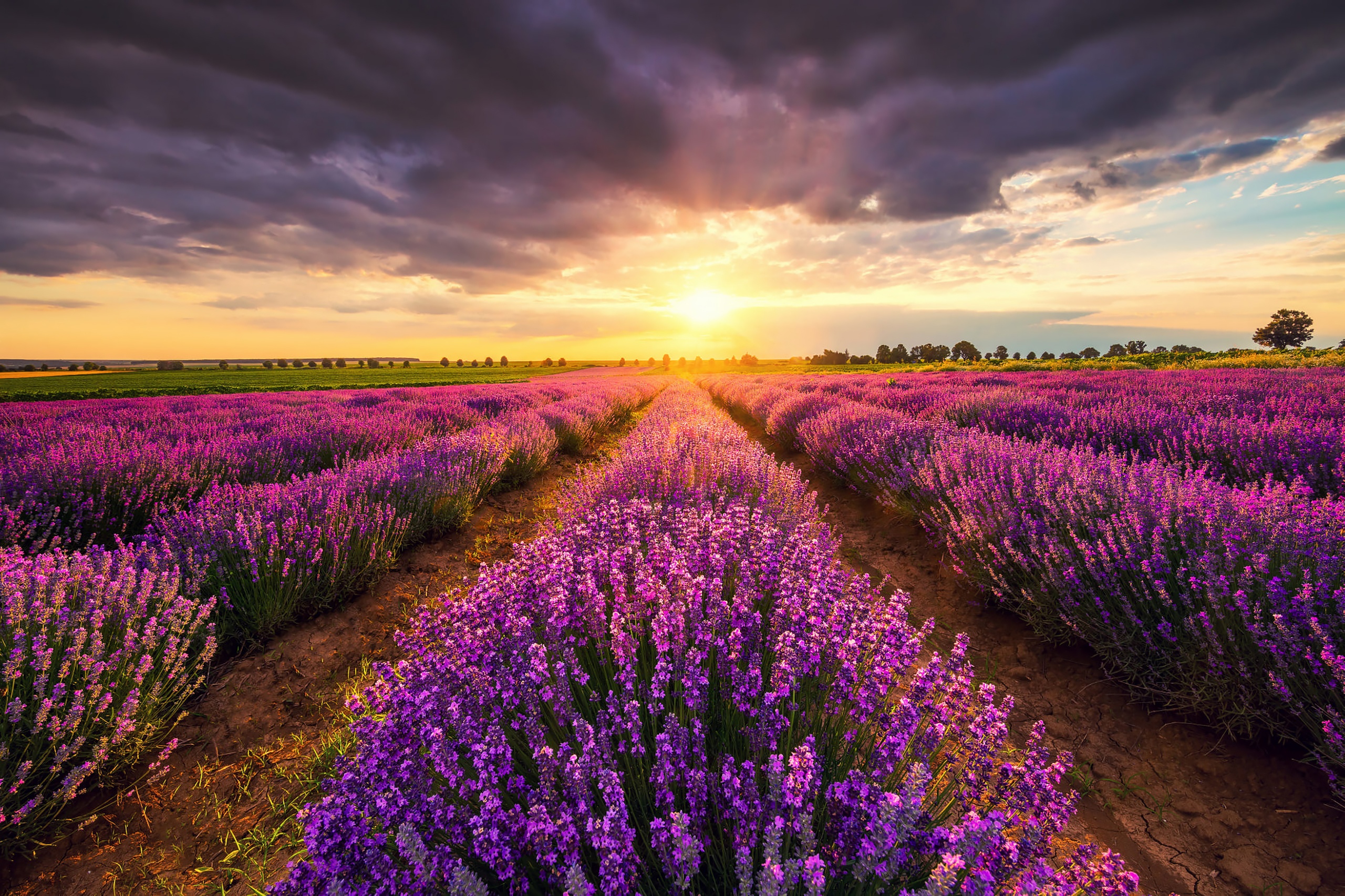 Field Nature Lavender HD Wallpaper