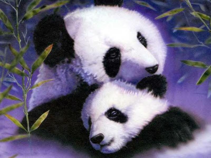 Pandas Panda And Cub