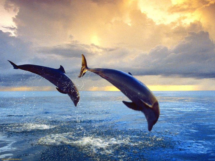 Dolphin Wallpaper Delfines
