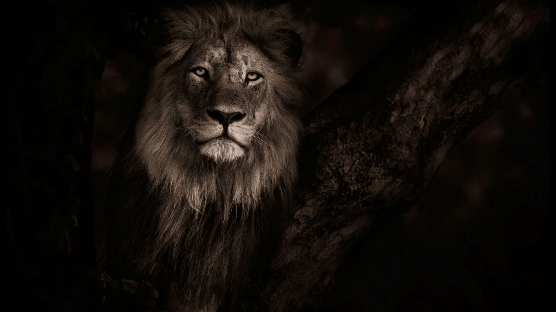 Dark Animals Wallpaper