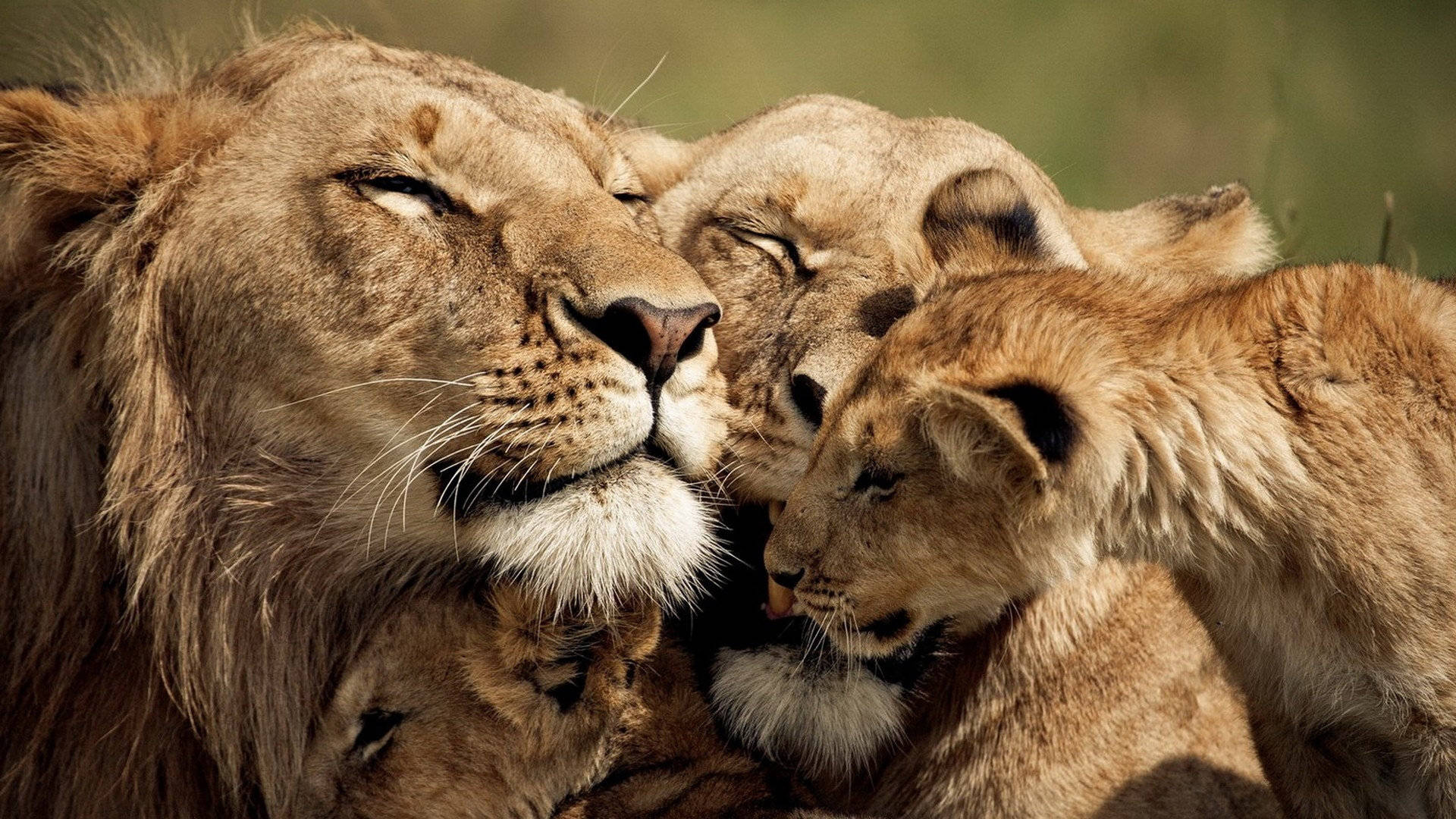 Cute Pride Lionfamily Wallpaper