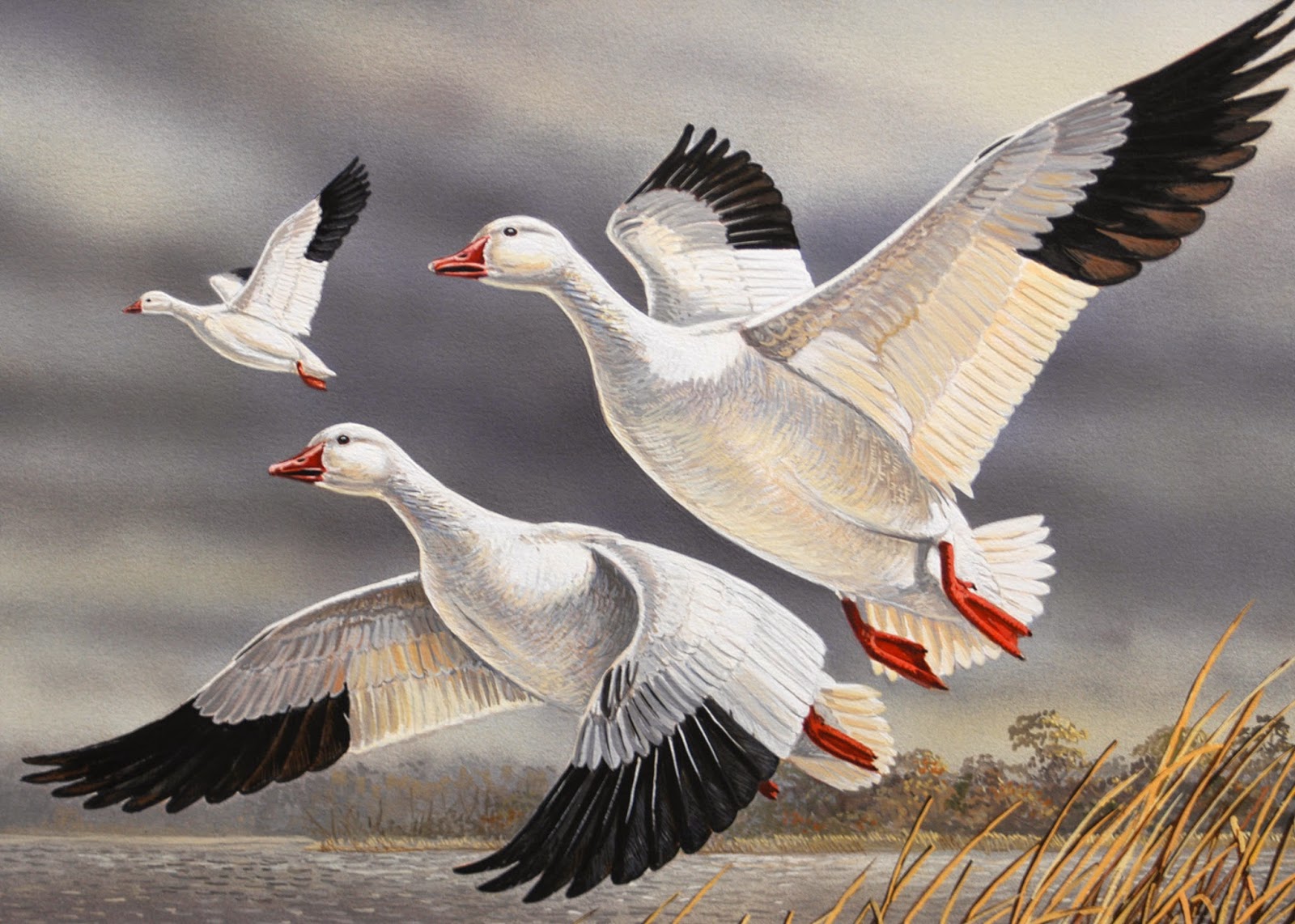 Most Beautiful Flying Birds New HD Wallpaper