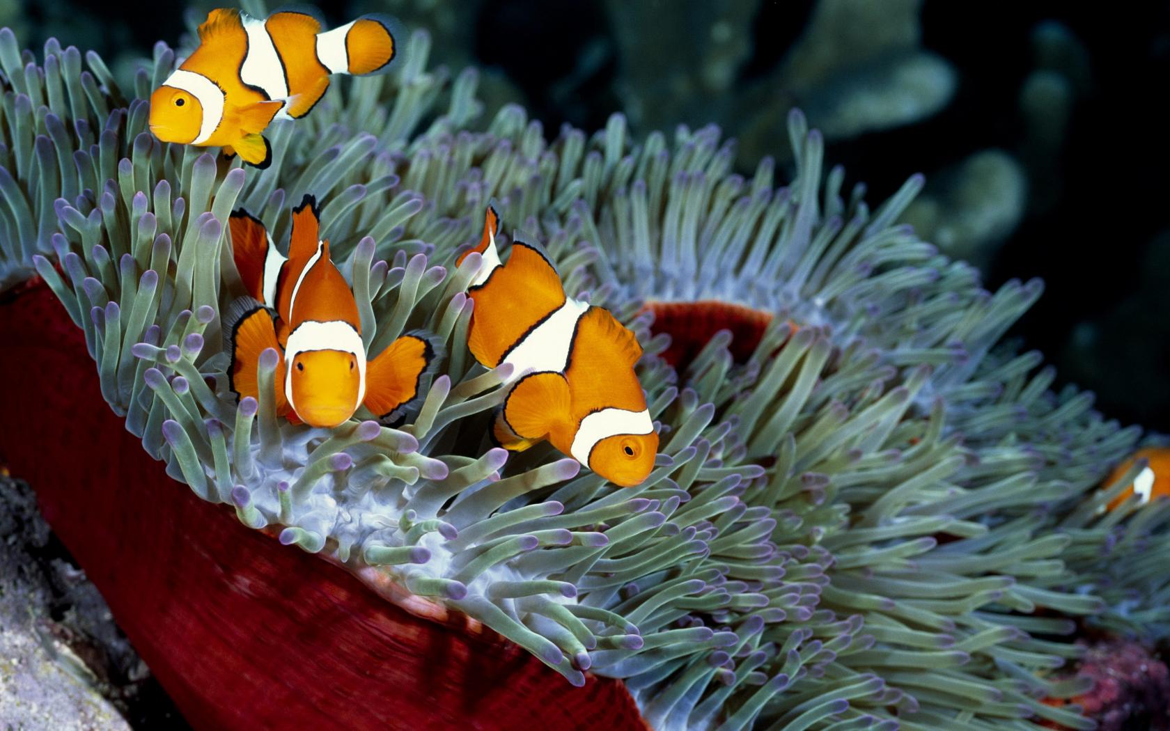 Seas Fish Clownfish Sea Anemones Clown Anemone HD Wallpaper Of