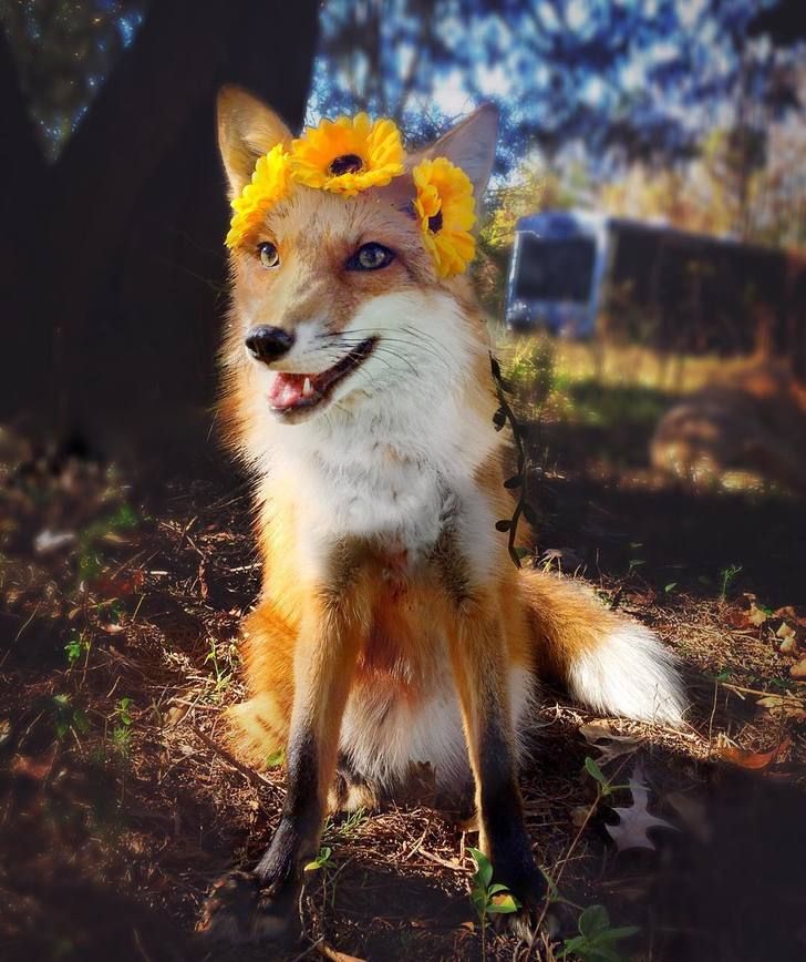 She S Such A Pretty Girl Pet Fox Animals Beautiful Pictures