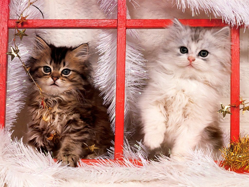 Cat Christmas Kittens Animals Cats HD Desktop Wallpaper