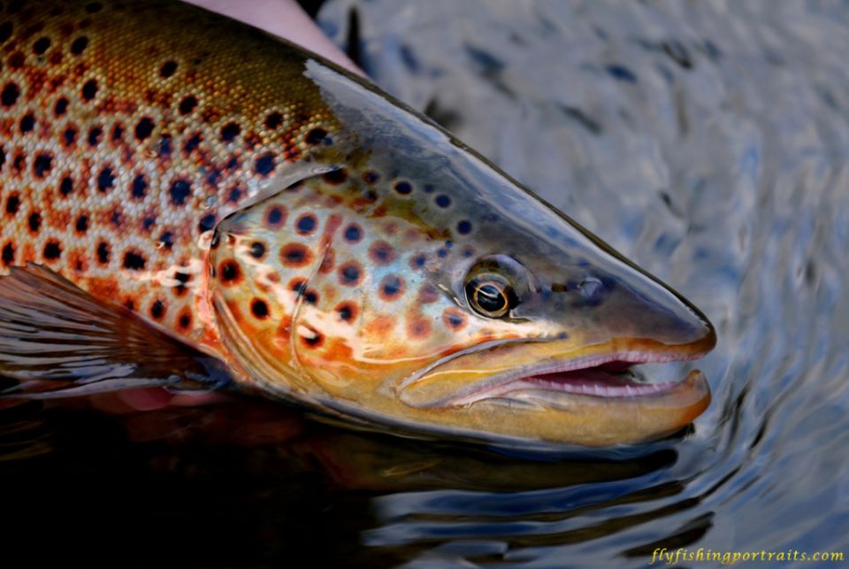 Madison River Trout Screen Saver Sign Up Fly Fishing Portraits