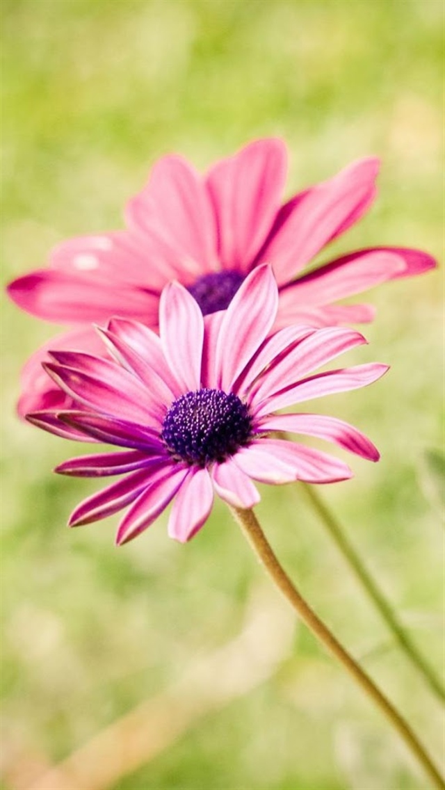 Pink Flowers Iphone Wallpaper Hd Ddrswpqt