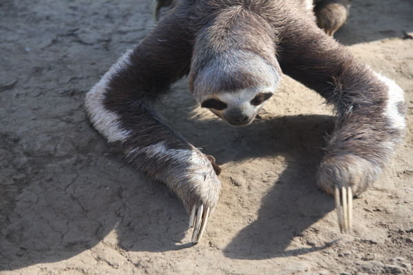 Three Toed Sloth Photo