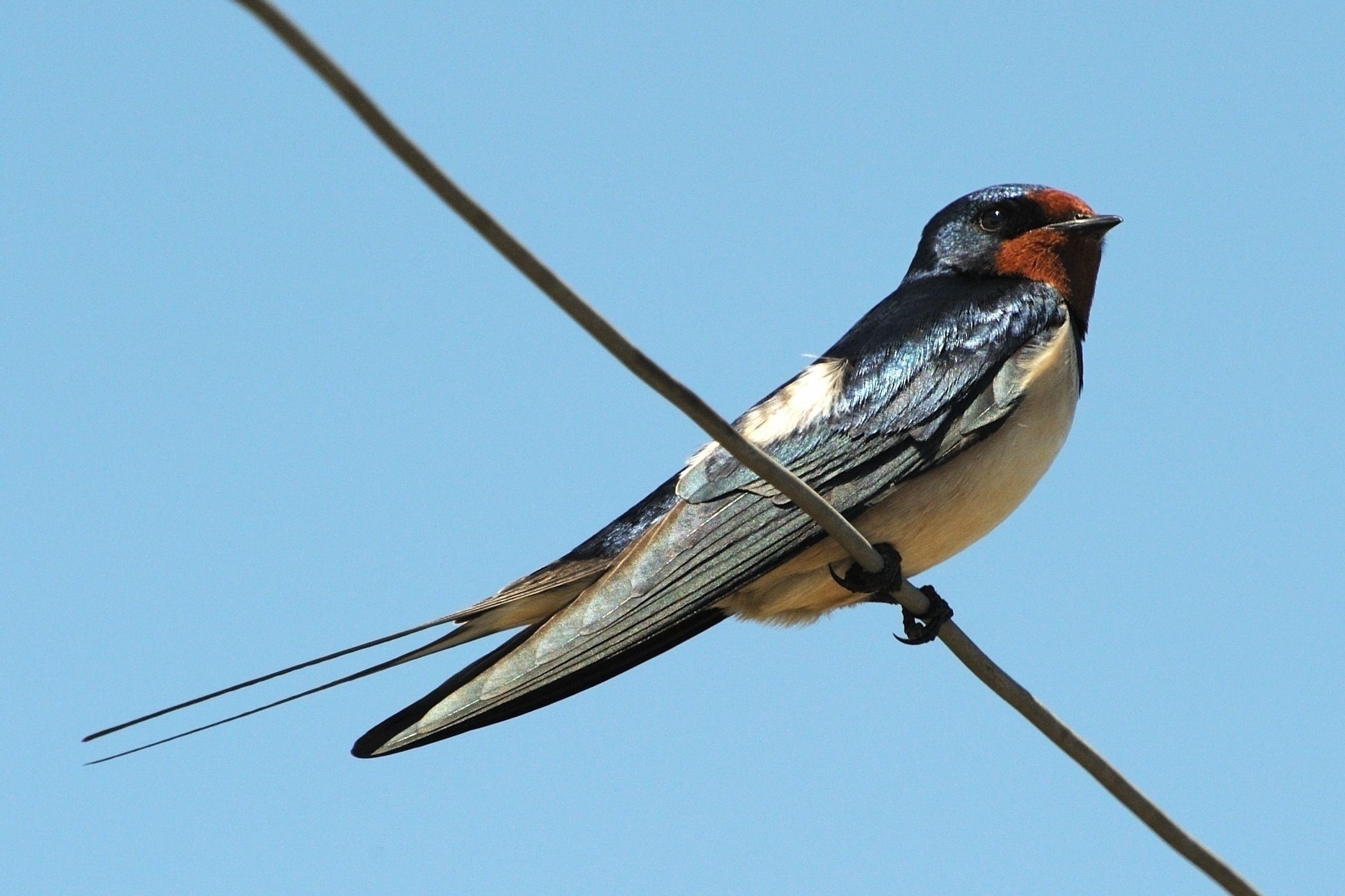 Swallow Background Image Wallpaper