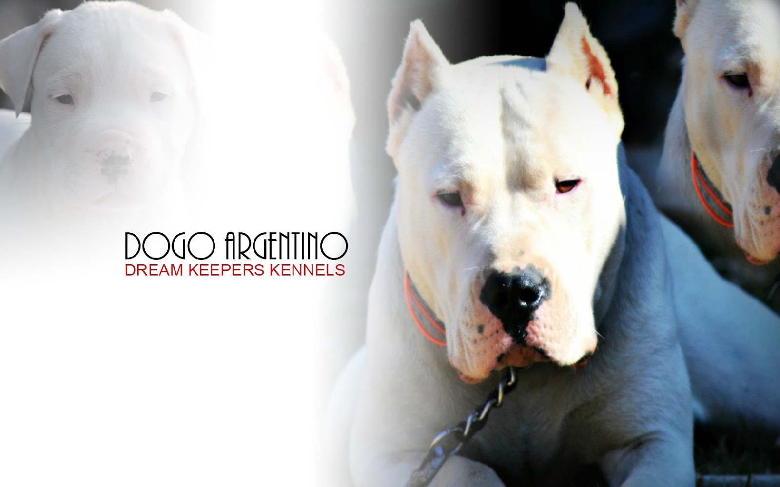Dogo Argentino Wallpaper HD