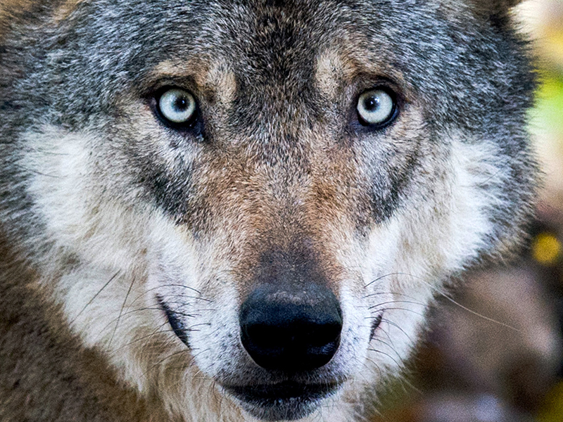 Wolf Neu Web Wallpaper
