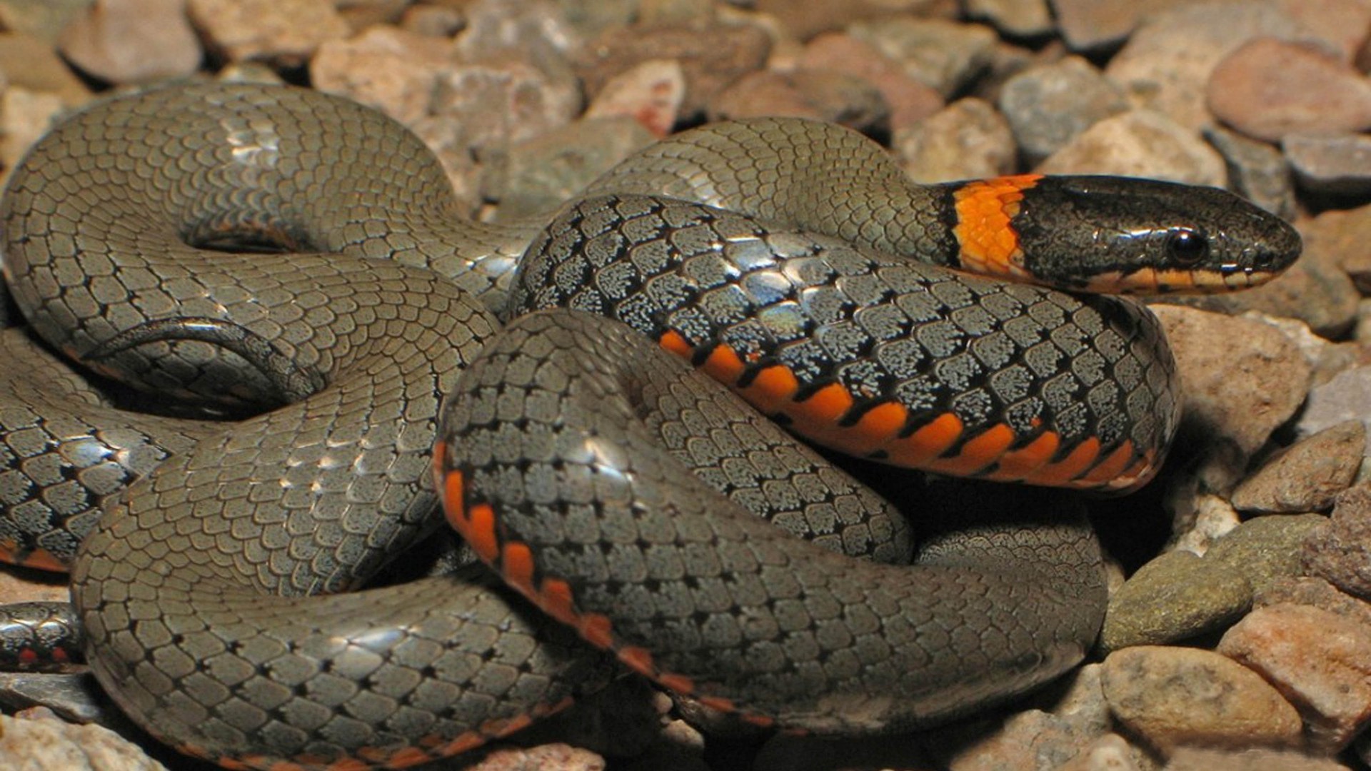 Anaconda Wallpaper