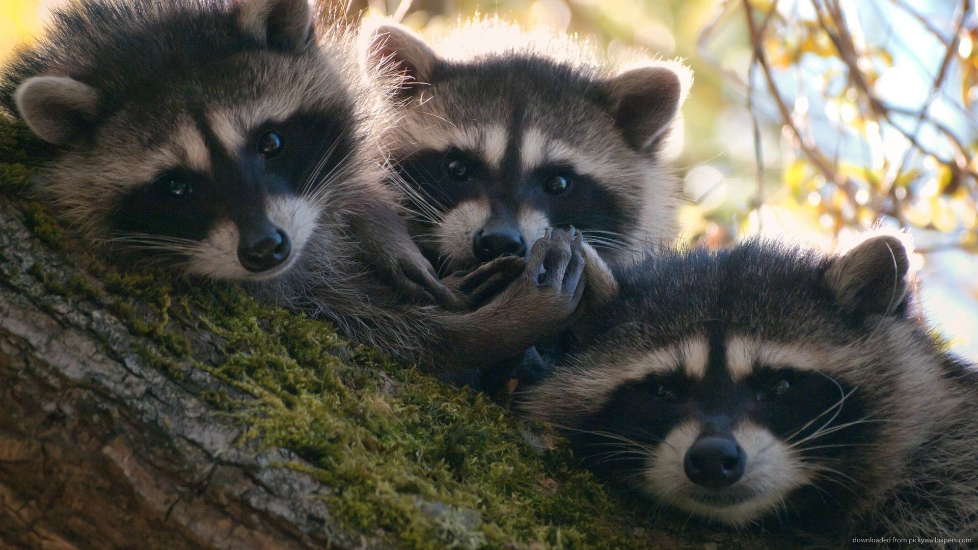 Three Raccoons Picture For iPhone Blackberry iPad