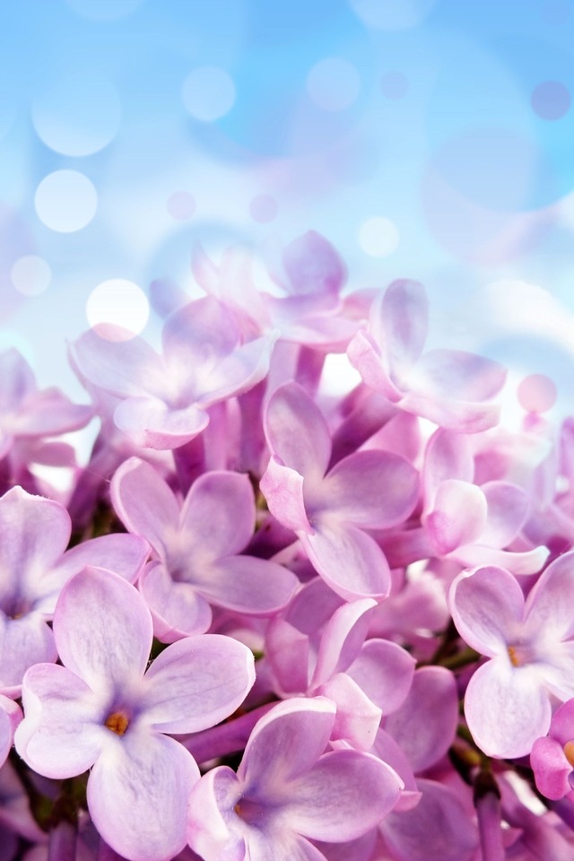 Spring Pink Blue Flowers iPhone 4 iPhone 5 retina wallpaper 640 x