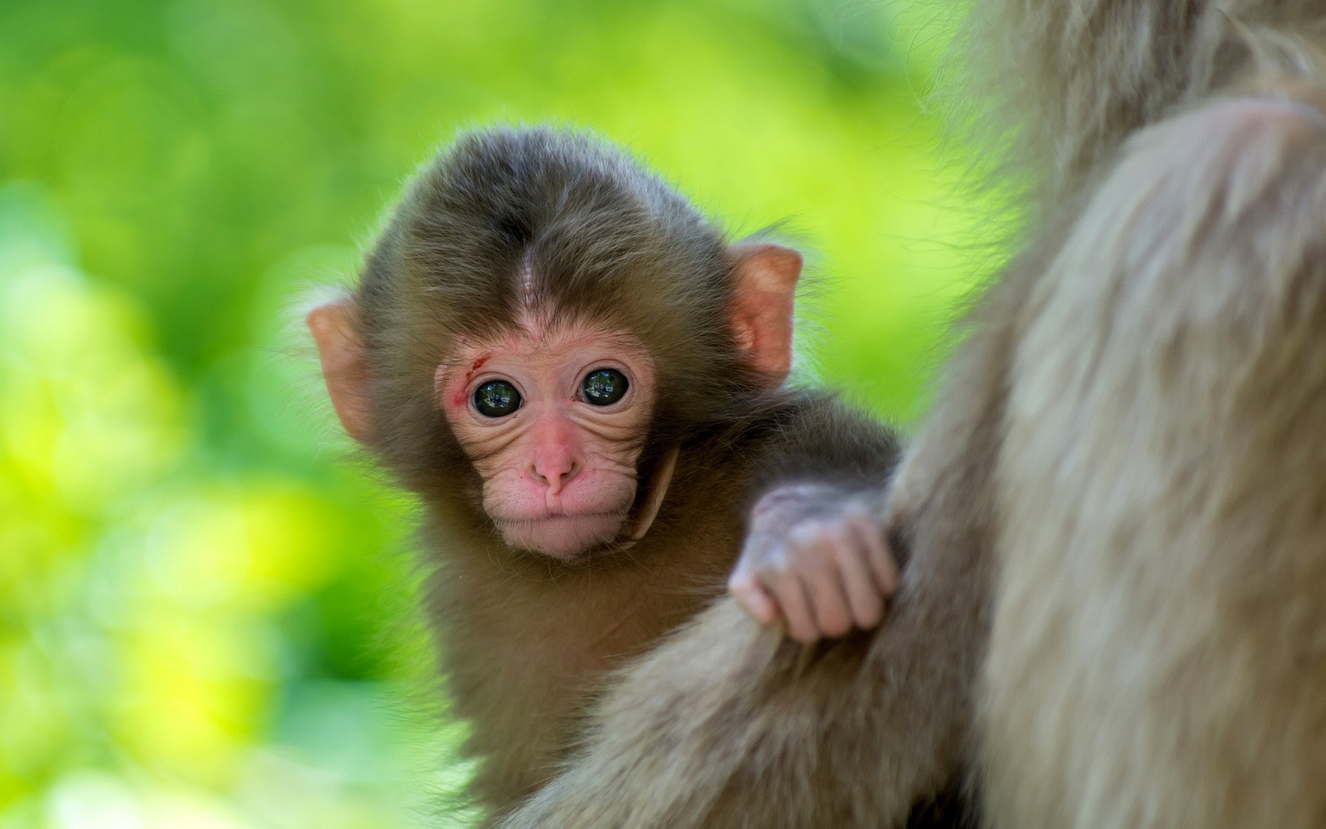 Cute Monkey Baby Animal Wallpaper HD Rocks
