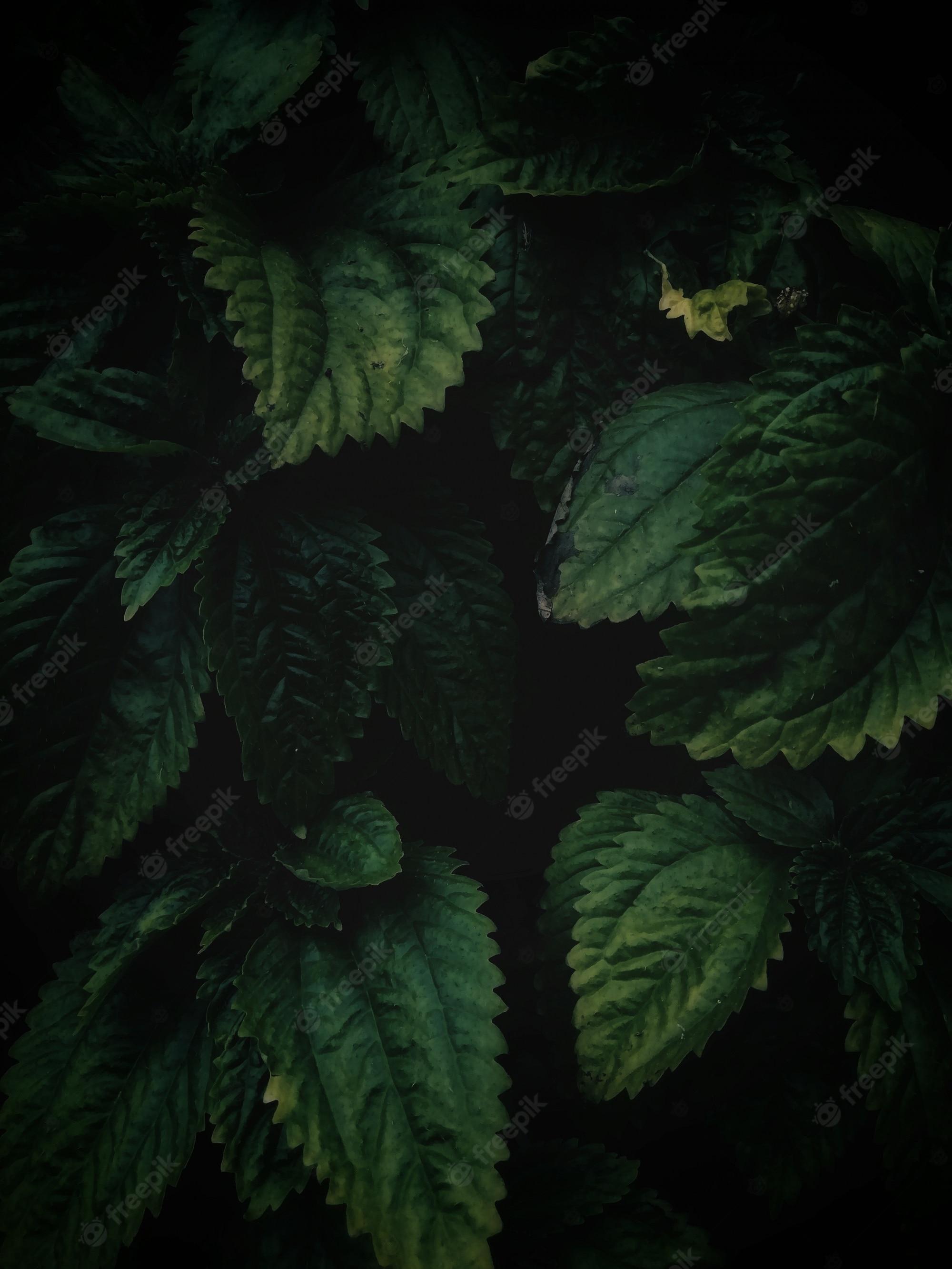 Dark Green Forest Wallpaper Image On Pik