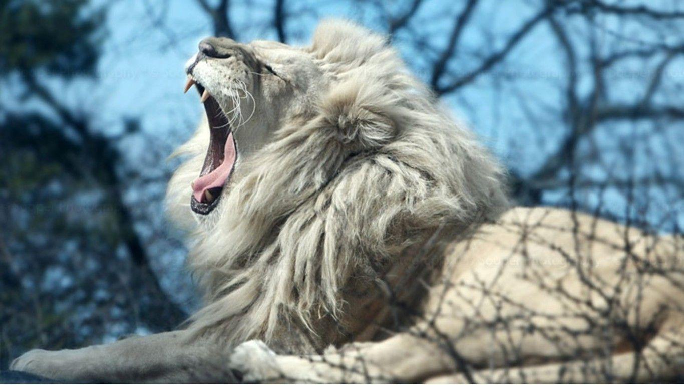 Wallpaper Of White Lion