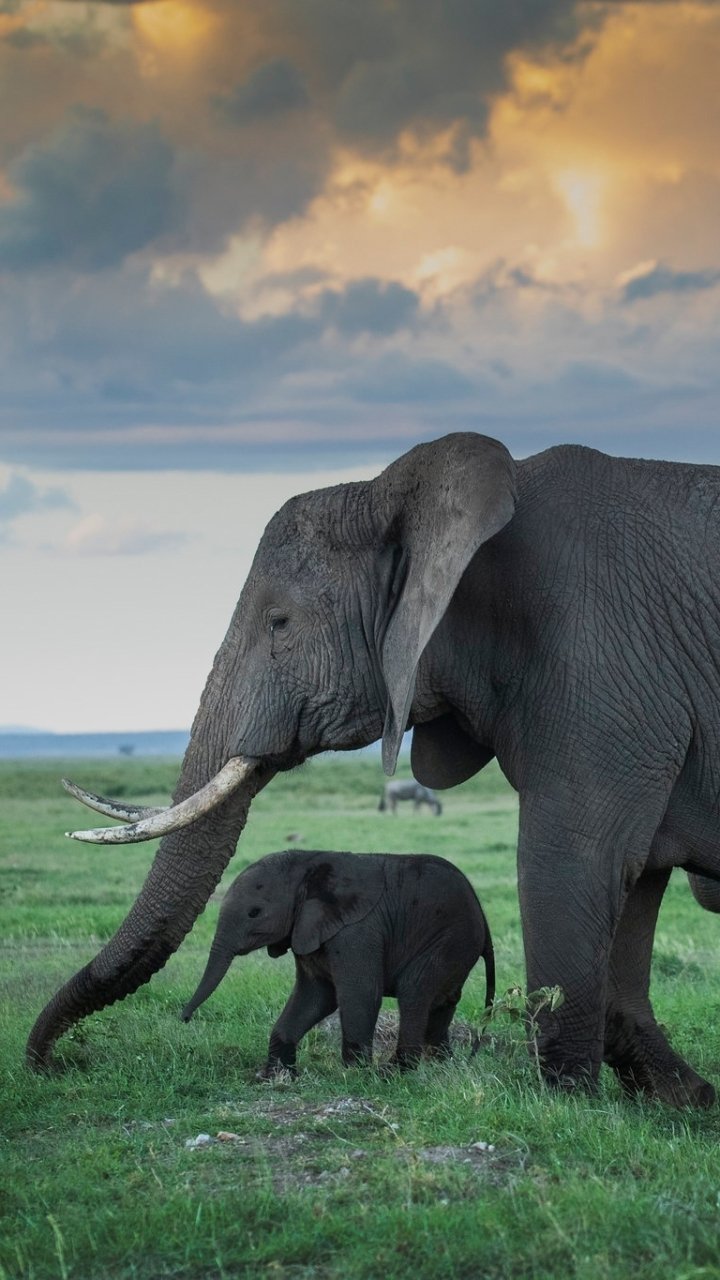 Animal African Bush Elephant