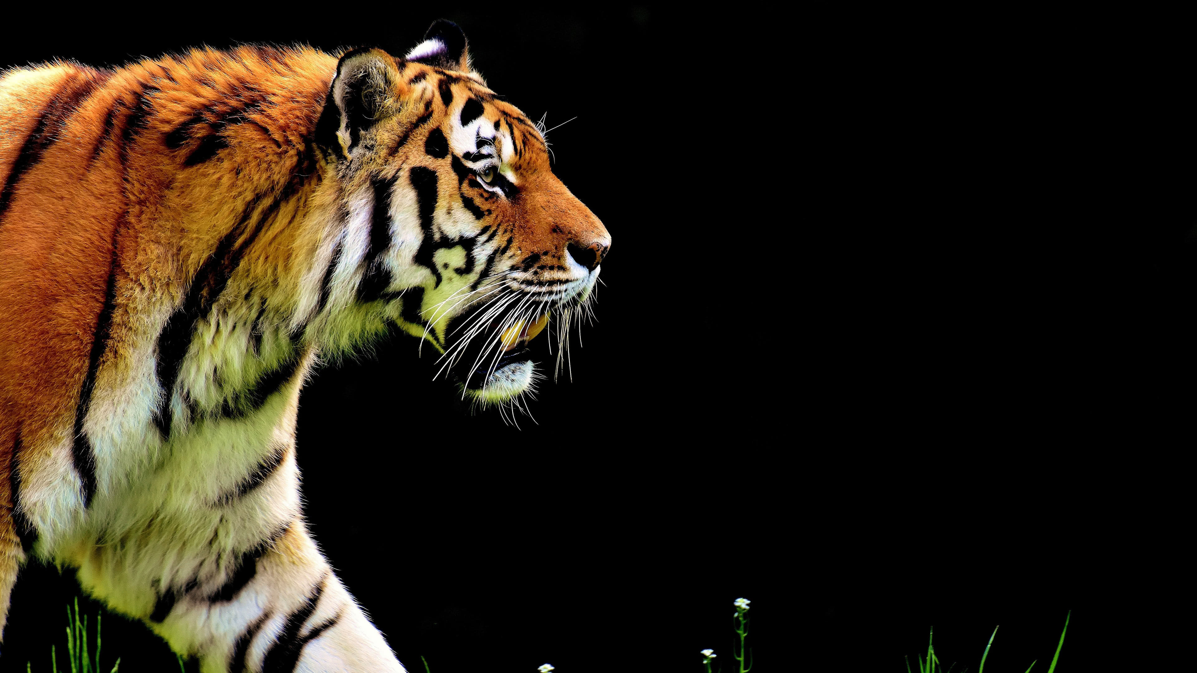 Bengal Tiger UHD 4k Wallpaper