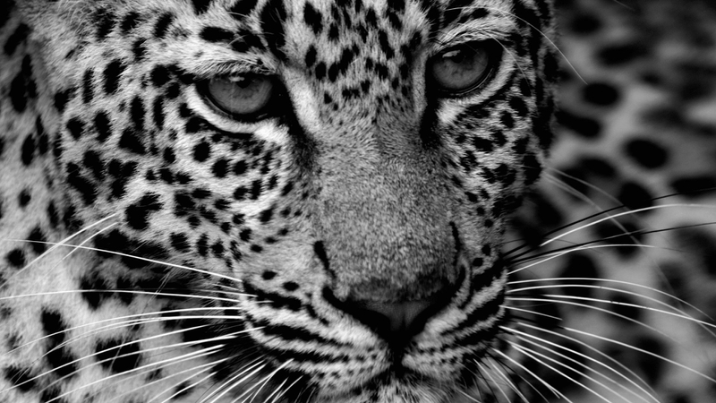Beauty Portrait Of Animals Cats HD Desktop Wallpaper