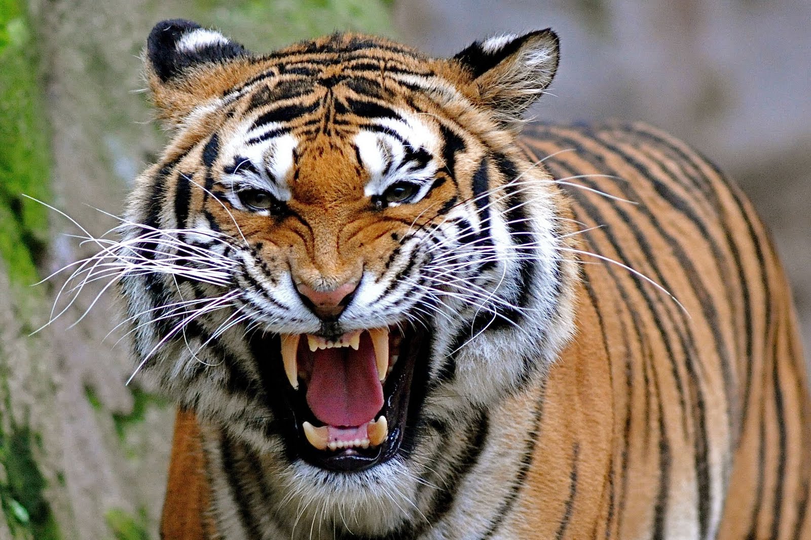 Angry Tiger Face Pictures Wallpaper Zone