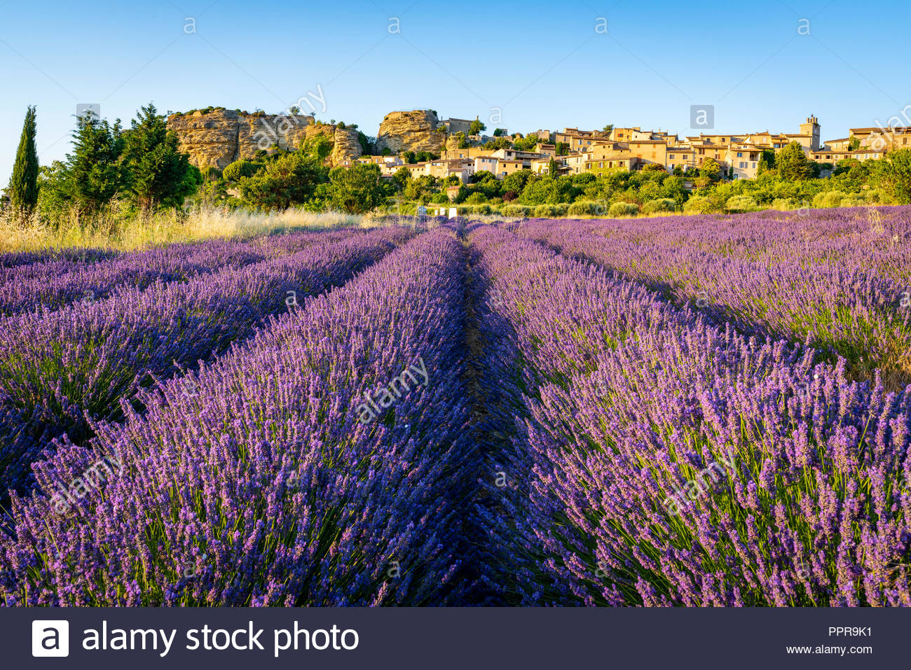 Lavender Field With Medieval Hill Top Town Saignon In The
